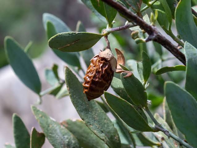Jojoba Oil – Nature's Skin Balancer. Jojoba oil closely resembles the skin's natural sebum, making it an excellent moisturizer.