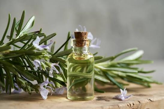 Rosemary Essential Oil – A Refreshing Botanical. Rosemary essential oil is valued in personal care for its invigorating aroma and its use in hair and scalp products.